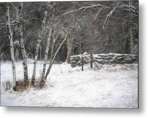 Birch Metal Print featuring the photograph The Birches of Orris Road by Wayne King