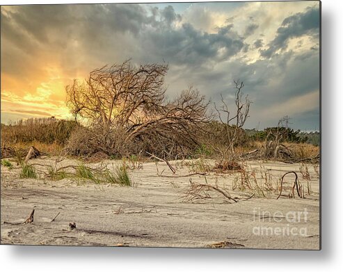 Scenic Metal Print featuring the photograph The Burning Bush by Kathy Baccari