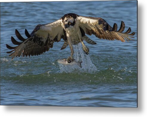 Osprey Metal Print featuring the photograph The Catch by RD Allen