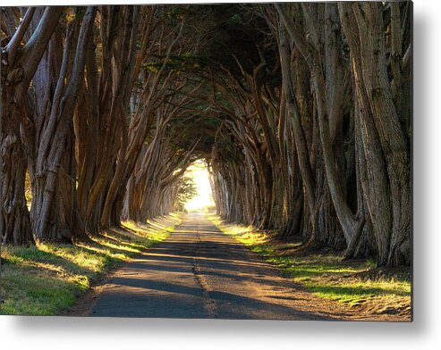 Cypresstrees Metal Print featuring the photograph The Cypress Tree tunnel by Bryan Xavier