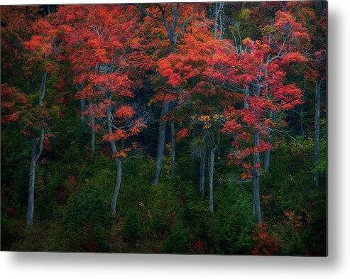 Autumn Metal Print featuring the photograph The Dancing Trees by Henry w Liu