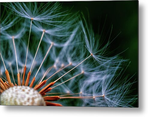 Flower Metal Print featuring the photograph The Dandiest Of Details by Bill and Linda Tiepelman