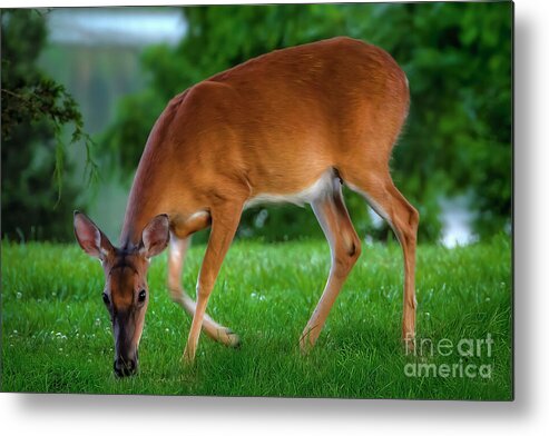 Deer Metal Print featuring the photograph The Deer by Shelia Hunt
