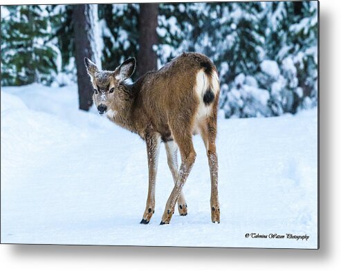 Deer Metal Print featuring the photograph The Deer Stare by Tahmina Watson