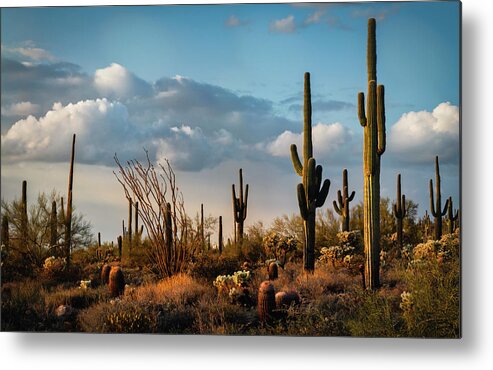 Arizona Metal Print featuring the photograph The Desert After The Rain by Saija Lehtonen