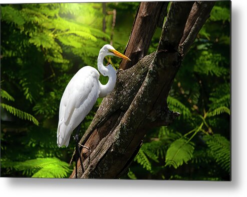 Great White Egret Metal Print featuring the photograph The Elegant Great White Egret by Mark Andrew Thomas