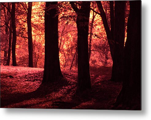 Forest Metal Print featuring the photograph The enchanted forest at sunset by Maria Dimitrova