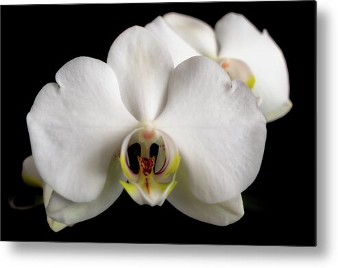 Orchid Metal Print featuring the photograph The Face of an Orchid by Vicky Edgerly
