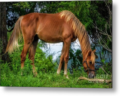 Horse Metal Print featuring the photograph The Farm Horse by Shelia Hunt