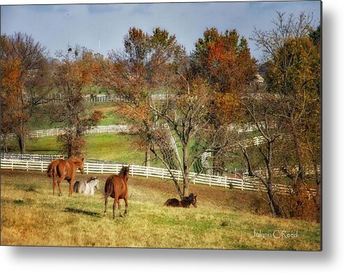 Fences Metal Print featuring the photograph The Fences by Jolynn Reed