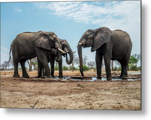 Elephants Metal Print featuring the photograph The Gathering of Elephants by Bill Cubitt