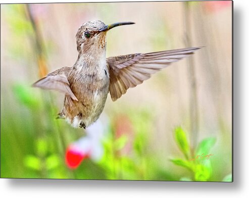 Humming Bird Metal Print featuring the photograph The Gift by Dan McGeorge