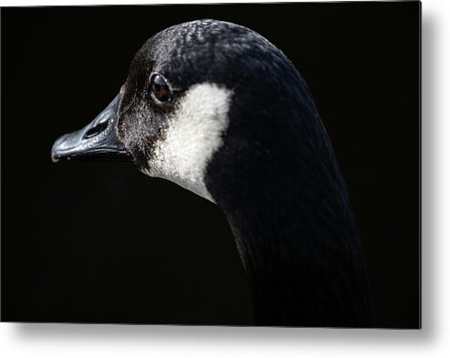 Goose Metal Print featuring the photograph The Goose by Jerry Cahill