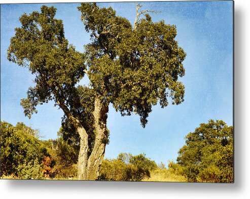 Tree Metal Print featuring the photograph The heat is here by Yasmina Baggili