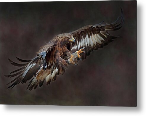 Hunter Metal Print featuring the photograph The Hunter by CR Courson
