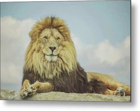 The King Metal Print featuring the photograph The King by Carrie Ann Grippo-Pike