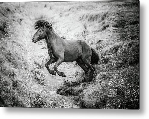 Photographs Metal Print featuring the photograph The Leap II - Horse Art by Lisa Saint