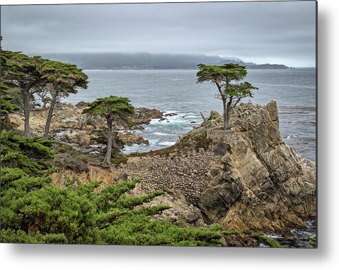The Lone Cypress Metal Print featuring the photograph The Lone Cypress by Gary Geddes