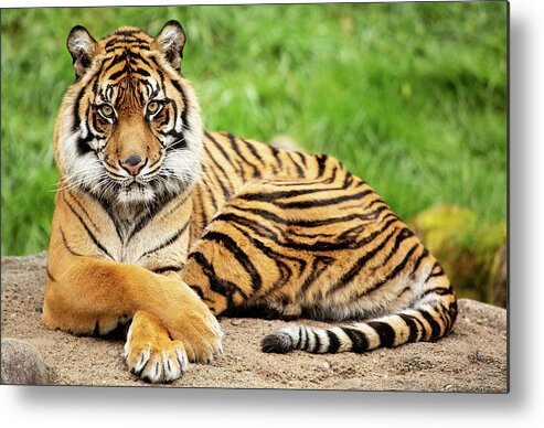 Animal Metal Print featuring the photograph The Look by Bob Cournoyer