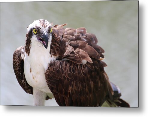 Osprey Metal Print featuring the photograph The Look of an Osprey by David T Wilkinson