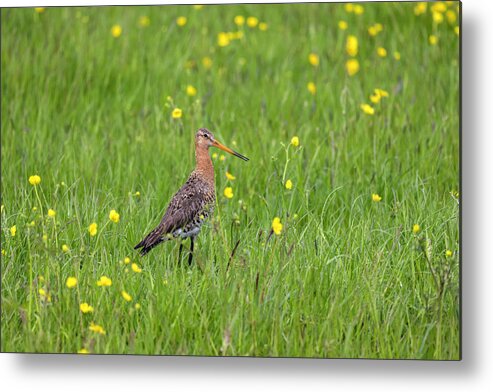 Nature Metal Print featuring the photograph The Meadow Bird The Godwit by MPhotographer