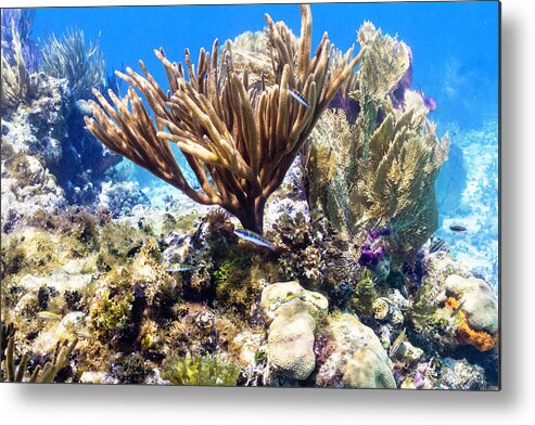 Coral Metal Print featuring the photograph The Nursery by Lynne Browne