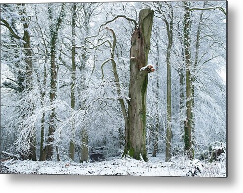 Winter Metal Print featuring the photograph The Old Beech Tree in Winter by Tim Gainey