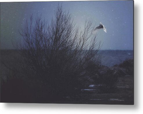 Cold Metal Print featuring the photograph The Owl by Carrie Ann Grippo-Pike