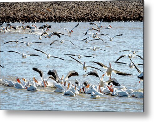 American White Pelicans Metal Print featuring the photograph The Pelicans Found the Fish by Debra Martz