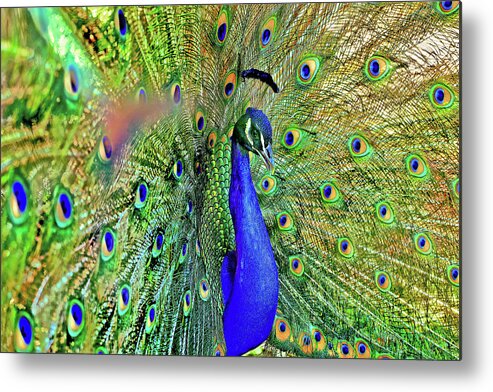 Peacock Feathers Metal Print featuring the photograph The Prince by Az Jackson