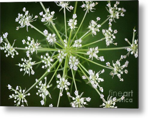 Queen Anne's Lace Metal Print featuring the photograph The Queen's Crown by Karen Adams