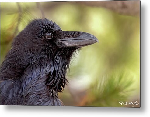 Raven Metal Print featuring the photograph The Raven. by Paul Martin