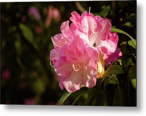 Bee Metal Print featuring the photograph The Rhododendron and the Bee by Joni Eskridge