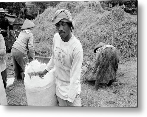 Bali Metal Print featuring the photograph The Rice Harvest - Bali, Indonesia by Earth And Spirit