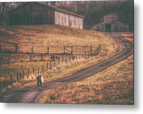 Horse Metal Print featuring the photograph The Road Home by Jim Love