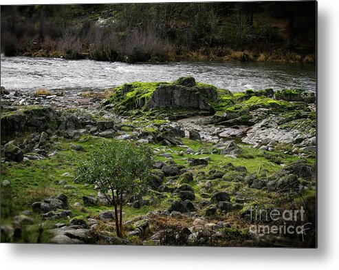 Rouge River Metal Print featuring the photograph The Rouge River I by Theresa Fairchild