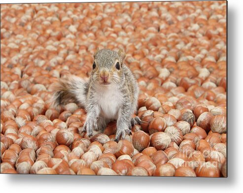 Young Grey Squirrel Metal Print featuring the photograph The sea of Nuts by Warren Photographic