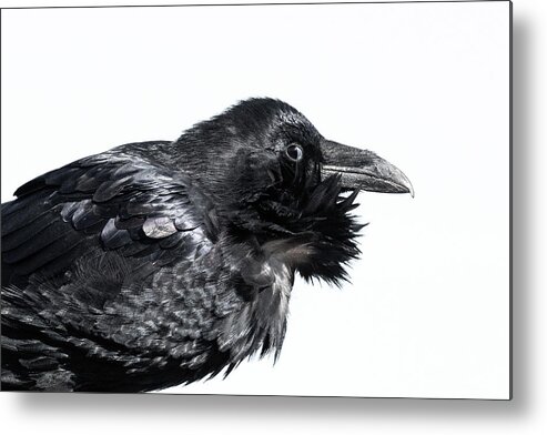 Raven Metal Print featuring the photograph The Side Eye by Mary Hone
