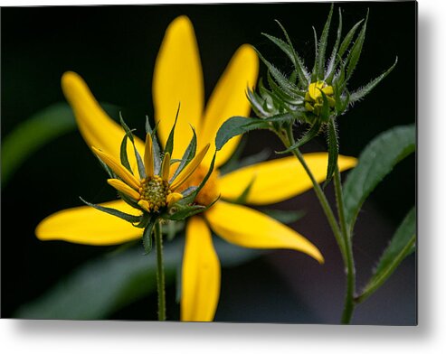 Sunflower Metal Print featuring the photograph The Stages of Bloom by Linda Bonaccorsi
