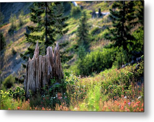 Stump Metal Print featuring the photograph The Stump by Jason Roberts