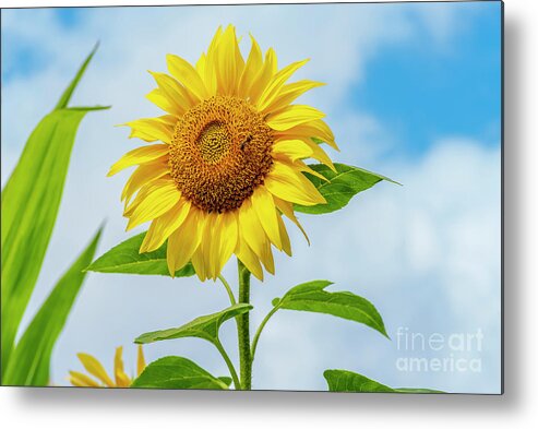 Sunflower Metal Print featuring the photograph The Sunflower by Daniel M Walsh
