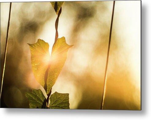 Plant Metal Print featuring the photograph The touch of dawn by Maria Dimitrova