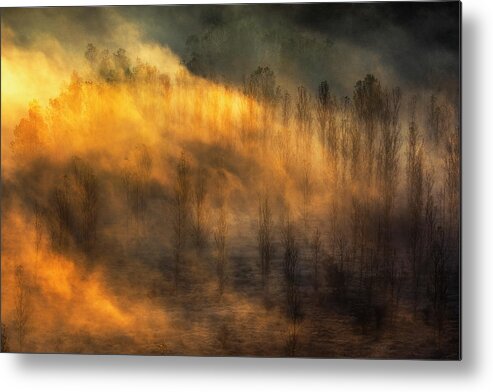 Bulgaria Metal Print featuring the photograph Thin Forest by Evgeni Dinev