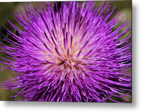 Flower Metal Print featuring the photograph Thistle by Jason Judd