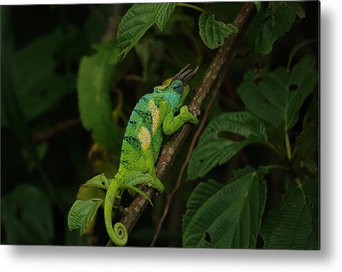 Chameleon Metal Print featuring the photograph Three-Horned Chameleon by Melihat Veysal