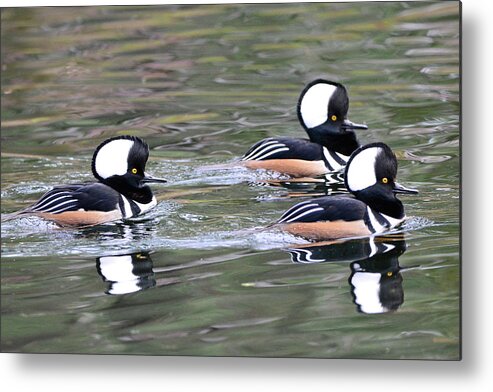 Hooded Mergansers Metal Print featuring the photograph Three Male Hooded Mergansers by Jerry Griffin