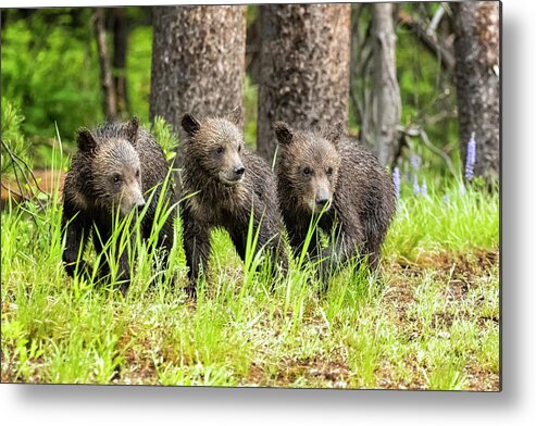 Grizzly Metal Print featuring the photograph Three of Four of Grizzly 399's Cubs by Belinda Greb