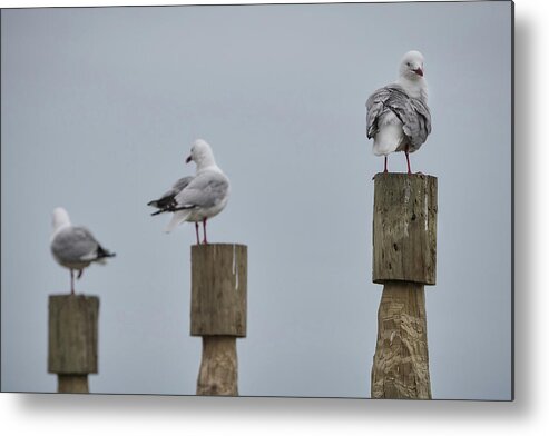 Animal Metal Print featuring the photograph Three of the many seagulls near the Albatross Centre in Dunedin by Anges Van der Logt