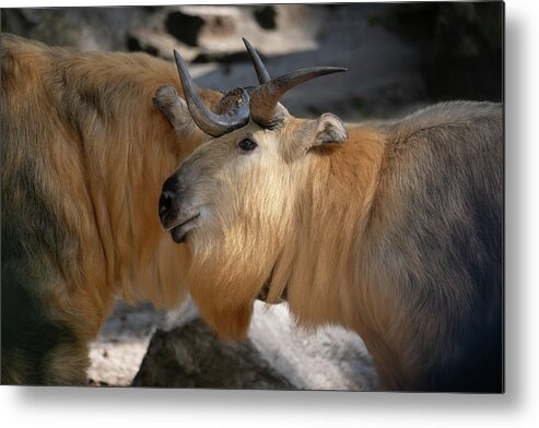 Tibetan Metal Print featuring the photograph Tibetan Takin Goat-antelope by Artur Bogacki