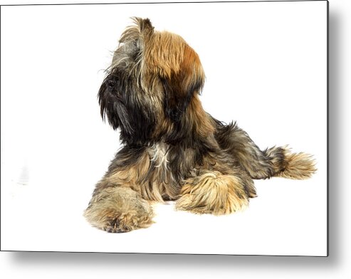 Pets Metal Print featuring the photograph Tibetan terrier by Agency Animal Picture